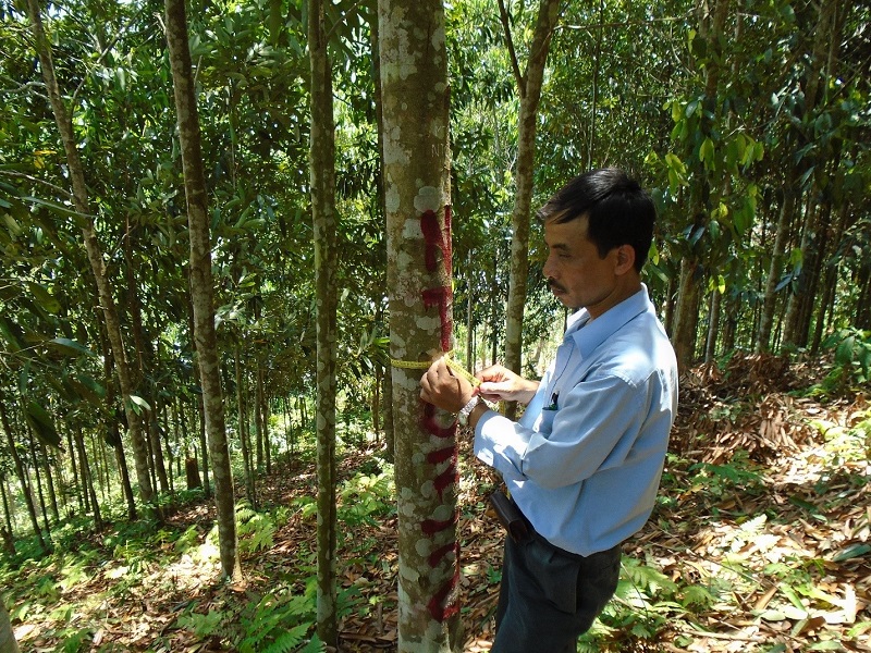  Dự án điều tra rừng tỉnh Lào Cai
