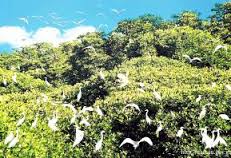Dự án thành lập Khu bảo tồn loài và sinh cảnh vườn chim Đông Xuyên - xã Đông Tiên - huyện Yên Phong - tỉnh Bắc Ninh
