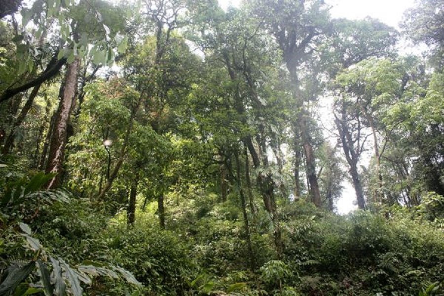 Quy hoạch bảo tồn và phát triển bền vững chi tiết các khu rừng đặc dụng trên địa bàn tỉnh Hà Giang đến năm 2020