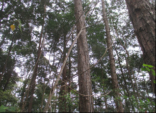 Xây dựng định giá rừng và khung giá cho từng loại rừng trên địa bàn tỉnh Yên Bái